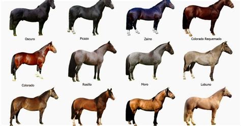 razas de caballo